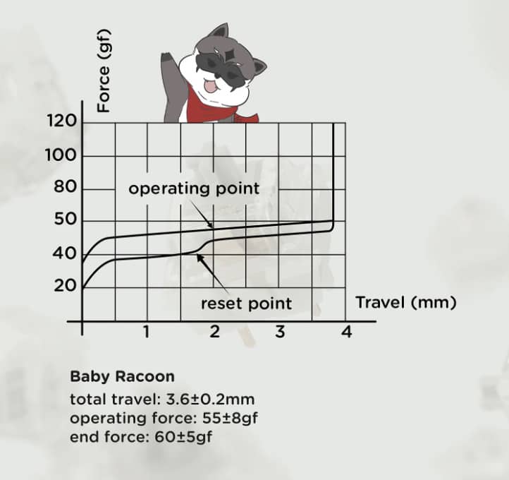 Baby Raccoon Diagram
